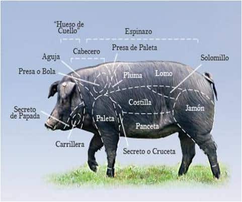 CERDO todo