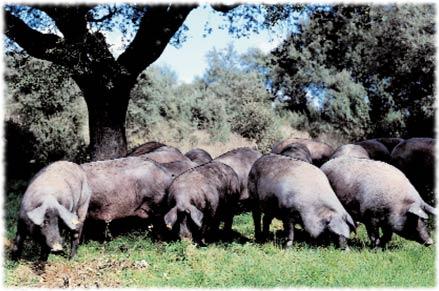 cerdos_ibericos