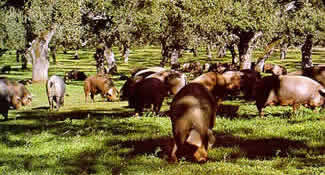 cerdo prehistoria